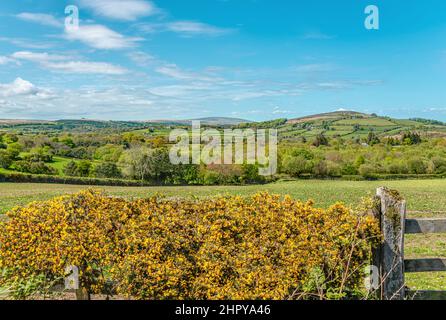 Yellow Gorse fiore in un paesaggio paesaggistico Dartmoor National Park, Devon, Inghilterra, Regno Unito Foto Stock