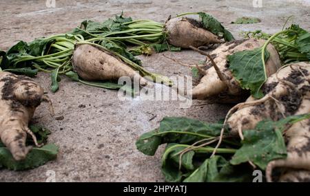 Barbabietole da zucchero appoggiate a terra Foto Stock