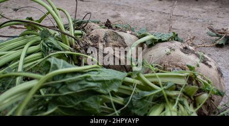 Primo piano di barbabietole da zucchero appoggiate a terra Foto Stock