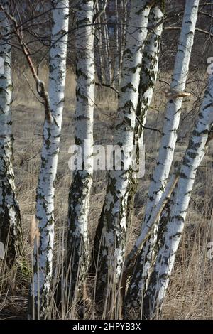 Gruppo di alberi di betulla alla luce del sole Foto Stock