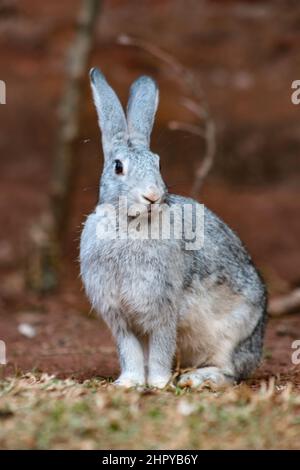 Scatto verticale di un coniglio grigio in natura in una giornata di sole Foto Stock