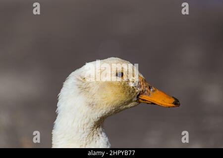 Primo piano di una testa americana di Pekin. Foto Stock