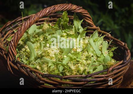 Fiori freschi di Tilia in un cesto in giardino. Primo piano dei fiori di Linden in un cestino. Raccolta di tilia. Foto Stock