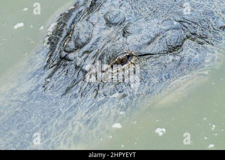 Un ritratto da vicino di Lady Laguna, una grande alligatore femminile, in uno stagno al South Padre Island Alligator Sanctuary in Texas. Foto Stock