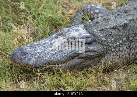 Un ritratto da vicino di Lady Laguna, una grande alligatore femminile, presso il South Padre Island Alligator Sanctuary in Texas. Foto Stock