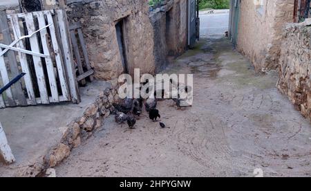 Vista di un gregge di galline in piedi di fronte ad un hencoop in pietra sulla strada Foto Stock