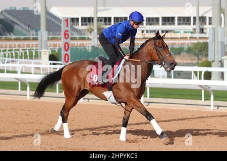 Riyadh, Stati Uniti. 24th Feb 2022. 24 febbraio 2022: Esercizi SISKANY in preparazione all'ippodromo di King Abdulaziz a Riyadh, Arabia Saudita, il 24th febbraio 2022. Shamela Hanley/Eclipse Sportswire/CSM/Alamy Live News Foto Stock