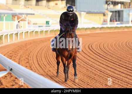 Riyadh, Stati Uniti. 24th Feb 2022. 24 febbraio 2022: ESERCIZI DI AUTORITÀ in preparazione all'ippodromo di King Abdulaziz a Riyadh, Arabia Saudita, il 24th febbraio 2022. Shamela Hanley/Eclipse Sportswire/CSM/Alamy Live News Foto Stock