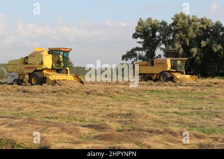 in estate, due mietitrebbia gialle stanno raccogliendo semi di erba nei campi della campagna olandese in zeeland Foto Stock