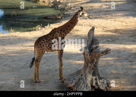 Giraffe è in piedi a terra. Alta qualità Foto Stock