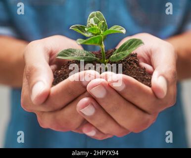 Coltivare nuova vita. Fucilato di mani che tengono un mucchio di suolo con una pianta dentro. Foto Stock