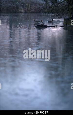 Le oche riposano vicino alla superficie ghiacciata dello stagno in un parco coperto di gelo e nebbia a Ilford, East London. Foto Stock