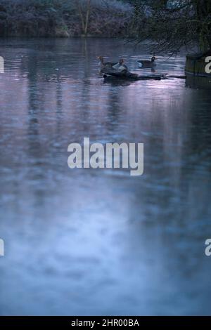Le oche riposano vicino alla superficie ghiacciata dello stagno in un parco coperto di gelo e nebbia a Ilford, East London. Foto Stock