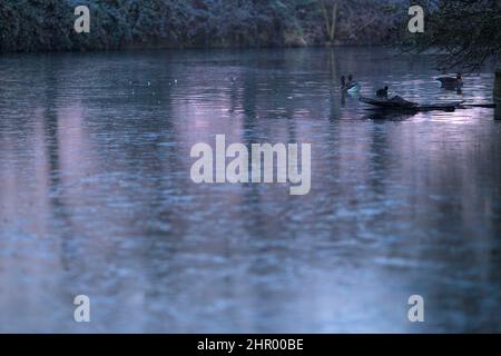 Le oche riposano vicino alla superficie ghiacciata dello stagno in un parco coperto di gelo e nebbia a Ilford, East London. Foto Stock