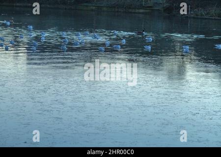 Gabbiani e oche riposano vicino alla superficie ghiacciata dello stagno in un parco coperto di gelo e nebbia a Ilford, East London. Foto Stock