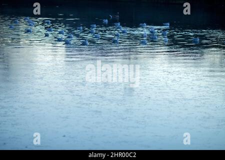 Gabbiani e oche riposano vicino alla superficie ghiacciata dello stagno in un parco coperto di gelo e nebbia a Ilford, East London. Foto Stock