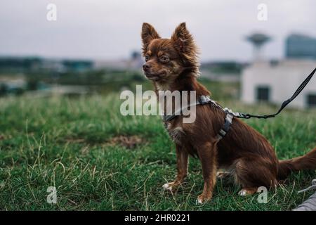 Piccolo cane seduto sull'erba. Foto Stock