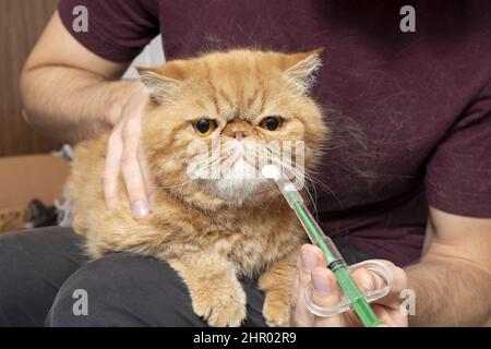 Un uomo a casa dà una pillola ad un gatto malato di una razza esotica shorthair. Una siringa speciale per la somministrazione di farmaci agli animali. Siringa veterinaria per ta Foto Stock