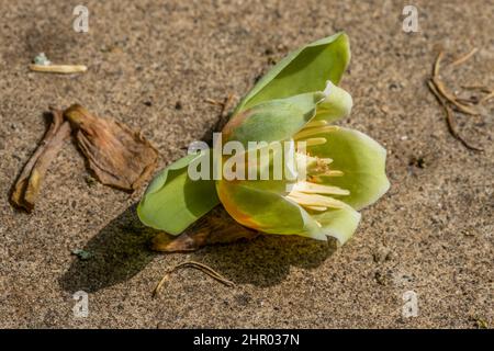 Un tulipano fiore albero caduto sul terreno dopo che fiorisce una tazza grande closeup del fiore in una giornata di sole in primavera Foto Stock