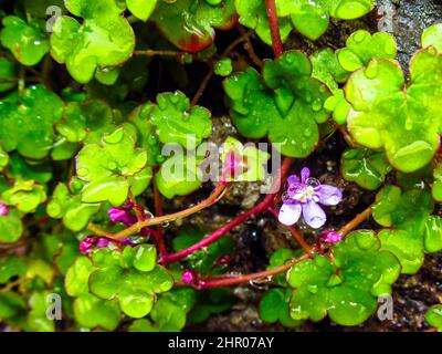 Toadflux fiorito di lievito d'Ivy, Cymbalaria muralis, coperto di goccioline d'acqua che crescono da una vecchia parete asciutta nel Lake District, Regno Unito Foto Stock