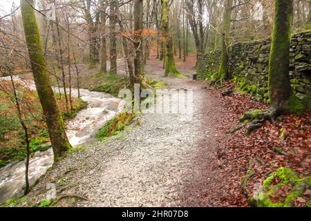 Sheppard’s Trail, un piccolo sentiero che attraversa una foresta lungo il torrente Mill Beck nel Lake District, Inghilterra Foto Stock