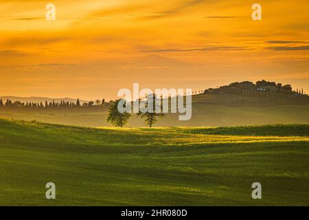 Paesaggio con cipressi al tramonto in Val d'Orcia, Toscana. Foto Stock