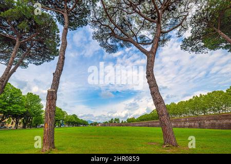 Parco alberato vicino alle mura storiche della città di Lucca, Italia, Europa. Foto Stock