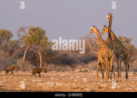 Ienas macchiate (Crocuta crocuta) e giraffe meridionali (Giraffa camelopardalis giraffa) in savana, Parco Nazionale Etosha, Namibia