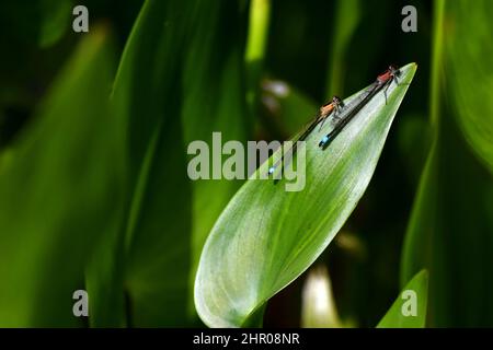 Coppia di Damselflies, rufescens Obsoleta e rufescens coda blu femmina su una foglia di stagno in estate, 2021 giugno, Dorset, Inghilterra Foto Stock