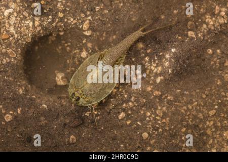 Un gambero Triops o Tadpole scava un nido nel limo e nella sabbia di una pozza d'acqua poco profonda e temporanea nel deserto di Chihuahuan del New Mexico. Foto Stock