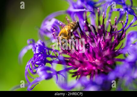 Il fiore di mais perenne, nome latino Centaurea montana. Fiore blu-violetto impollinante da un'ape. Foto Stock