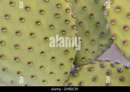 Un primo piano delle areole con i loro sottili guanti sulla superficie di un Prickly Par cieco. Foto Stock