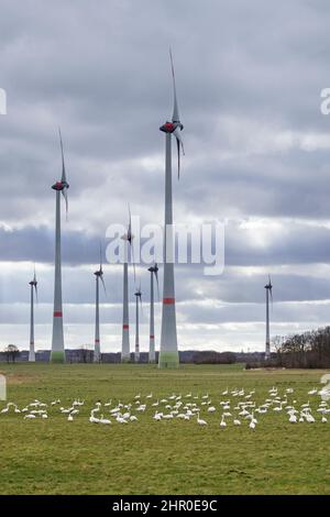 Gregge di cigni di tundra / cigni di Bewick (Cygnus bewickii / Cygnus columbianus bewickii) foraging in campo / prateria di fronte a turbine eoliche Foto Stock