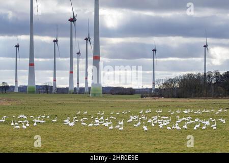 Gregge di cigni di tundra / cigni di Bewick (Cygnus bewickii / Cygnus columbianus bewickii) foraging in campo / prateria di fronte a turbine eoliche Foto Stock