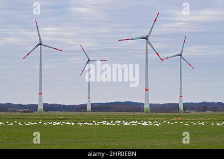 Gregge di cigni di tundra / cigni di Bewick (Cygnus bewickii / Cygnus columbianus bewickii) foraging in campo / prateria di fronte a turbine eoliche Foto Stock