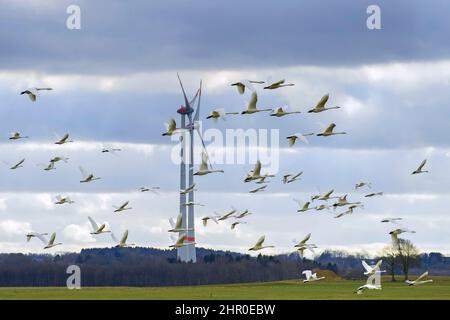 Gregge di cigni di tundra / cigni di Bewick (Cygnus bewickii / Cygnus columbianus bewickii) che volano su campo / prateria di fronte a turbine eoliche Foto Stock