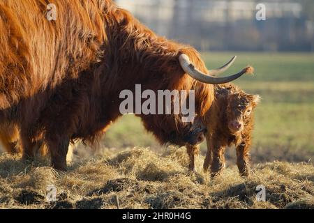 primo piano di un vitello neonato di un altopiano scozzese in una mandria con la madre contenuta in una luce molle morbida Foto Stock