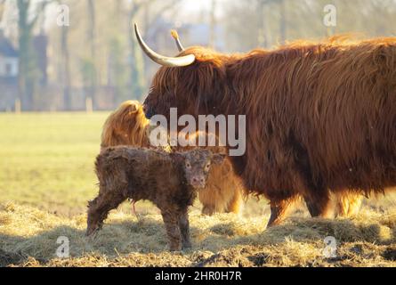 primo piano di un vitello neonato di un altopiano scozzese in una mandria con la madre contenuta in una luce molle morbida Foto Stock