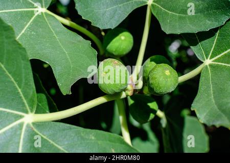 Molti grandi fichi organici freschi maturi e foglie verdi su brunch di albero in un frutteto in una giornata di sole d'autunno, fotografato con fuoco selettivo Foto Stock