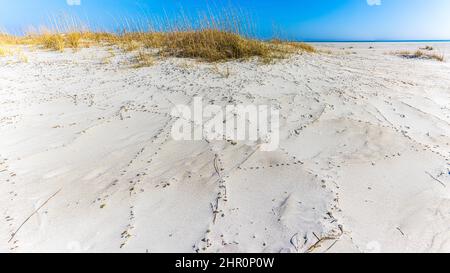 Dune di sabbia su Pawley's Island Beach, South Carolina, USA Foto Stock