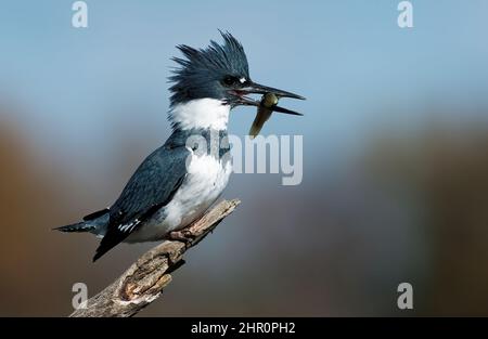 Maschio Belted Kingfisher con pesce Foto Stock