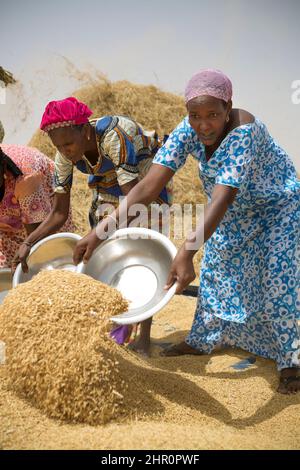 Le donne lavorano insieme per trebbiare e verricare gambi di riso appena raccolti e cereali nel delta del fiume Senegal, nel Senegal settentrionale, nell'Africa occidentale. Foto Stock