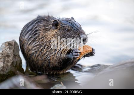 La famiglia nutri si trova sulla riva di un torrente. Foto Stock