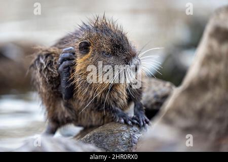 La famiglia nutri si trova sulla riva di un torrente. Foto Stock