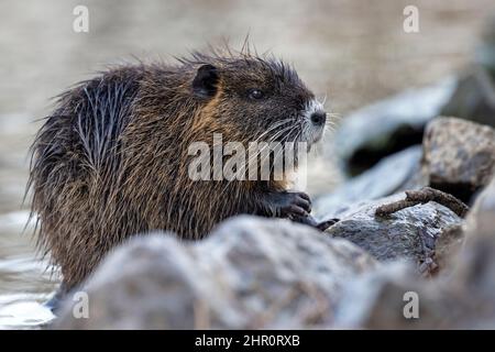 La famiglia nutri si trova sulla riva di un torrente. Foto Stock