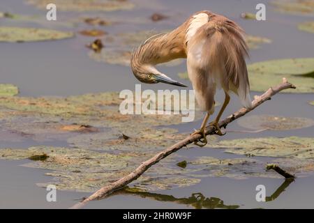 Una sgarza ciuffetto è stata posata su di un ramo nell'Oasi Lipu di Torrile (Parma, Italia) Foto Stock