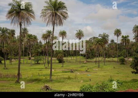 L'allevamento di riso è una parte importante dell'economia della regione di Casamance nel Senegal meridionale, nell'Africa occidentale. Foto Stock