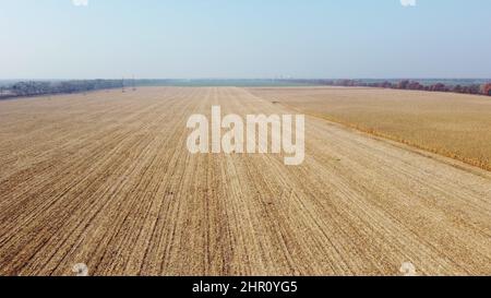 Volo con vista aerea del drone su Cornfield con paglia gialla dopo la mietitura Foto Stock