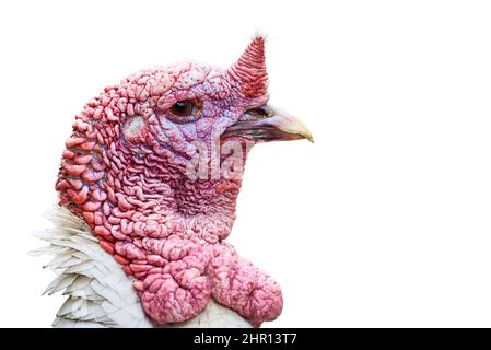 tacchino selvatico testa isolata su sfondo bianco (Meleagris galopavo) Foto Stock