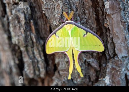 Primo piano di due Luna Moth su un albero. Verde falce seduta nei boschi in Florida. Foto Stock